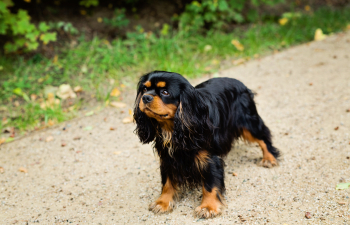 BLACK DIAMOND Bohemia Cavalier