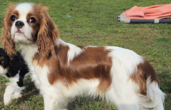 WELSH PRINCESS  Vanmar Majesty